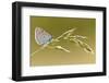 Large blue butterfly on a grass stem, Somerset, England, UK-Ross Hoddinott / 2020VISION-Framed Photographic Print