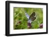 Large Blue Butterfly (Phengaris Arion), Adult Feeding On Flowers Of Wild Thyme (Thymus Drucei)-John Waters-Framed Photographic Print