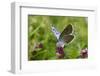 Large Blue Butterfly (Phengaris Arion), Adult Feeding On Flowers Of Wild Thyme (Thymus Drucei)-John Waters-Framed Photographic Print