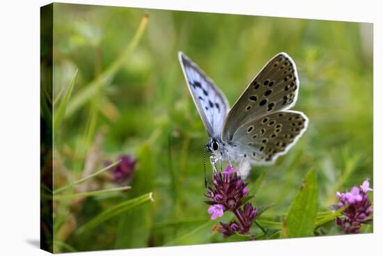 Large Blue Butterfly (Phengaris Arion), Adult Feeding On Flowers Of Wild Thyme (Thymus Drucei)-John Waters-Stretched Canvas