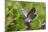 Large Blue Butterfly (Phengaris Arion), Adult Feeding On Flowers Of Wild Thyme (Thymus Drucei)-John Waters-Mounted Photographic Print