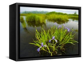 Large Blue Flag on East Inlet in Pittsburg, New Hampshire, USA-Jerry & Marcy Monkman-Framed Stretched Canvas