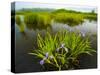 Large Blue Flag on East Inlet in Pittsburg, New Hampshire, USA-Jerry & Marcy Monkman-Stretched Canvas