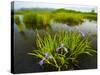 Large Blue Flag on East Inlet in Pittsburg, New Hampshire, USA-Jerry & Marcy Monkman-Stretched Canvas