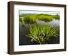 Large Blue Flag on East Inlet in Pittsburg, New Hampshire, USA-Jerry & Marcy Monkman-Framed Photographic Print