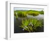 Large Blue Flag on East Inlet in Pittsburg, New Hampshire, USA-Jerry & Marcy Monkman-Framed Photographic Print