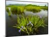 Large Blue Flag on East Inlet in Pittsburg, New Hampshire, USA-Jerry & Marcy Monkman-Mounted Photographic Print