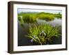 Large Blue Flag on East Inlet in Pittsburg, New Hampshire, USA-Jerry & Marcy Monkman-Framed Photographic Print