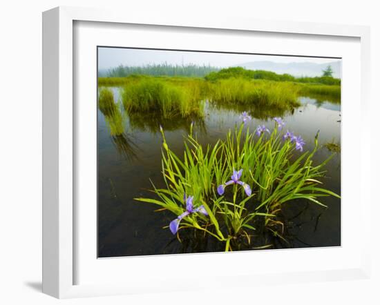 Large Blue Flag on East Inlet in Pittsburg, New Hampshire, USA-Jerry & Marcy Monkman-Framed Photographic Print