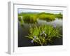 Large Blue Flag on East Inlet in Pittsburg, New Hampshire, USA-Jerry & Marcy Monkman-Framed Photographic Print