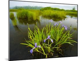 Large Blue Flag on East Inlet in Pittsburg, New Hampshire, USA-Jerry & Marcy Monkman-Mounted Photographic Print