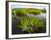 Large Blue Flag on East Inlet in Pittsburg, New Hampshire, USA-Jerry & Marcy Monkman-Framed Photographic Print