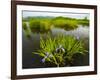 Large Blue Flag on East Inlet in Pittsburg, New Hampshire, USA-Jerry & Marcy Monkman-Framed Photographic Print