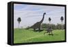 Large Brachiosaurus and a Gigantoraptor in a Grassy Field-null-Framed Stretched Canvas