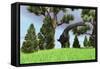 Large Brachiosaurus Grazing Among Trees-null-Framed Stretched Canvas