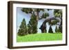 Large Brachiosaurus Grazing Among Trees-null-Framed Premium Giclee Print