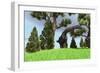 Large Brachiosaurus Grazing Among Trees-null-Framed Premium Giclee Print