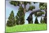 Large Brachiosaurus Grazing Among Trees-null-Mounted Premium Giclee Print