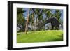 Large Brachiosaurus Grazing in a Tropical Climate-null-Framed Art Print