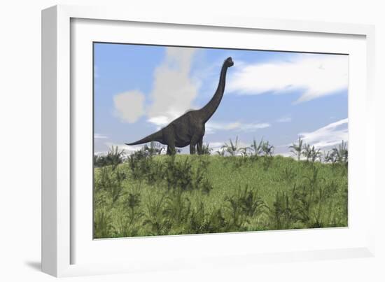 Large Brachiosaurus Grazing in an Open Field-null-Framed Art Print
