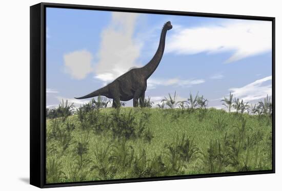 Large Brachiosaurus Grazing in an Open Field-null-Framed Stretched Canvas