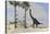 Large Brachiosaurus Grazing on Tall Trees-null-Stretched Canvas