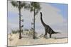 Large Brachiosaurus Grazing on Tall Trees-null-Mounted Art Print