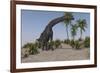 Large Brachiosaurus Grazing-null-Framed Art Print