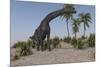 Large Brachiosaurus Grazing-null-Mounted Art Print