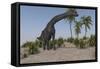 Large Brachiosaurus Grazing-null-Framed Stretched Canvas
