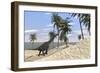 Large Brachiosaurus in a Tropical Environment-null-Framed Art Print