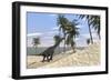 Large Brachiosaurus in a Tropical Environment-null-Framed Art Print