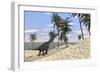 Large Brachiosaurus in a Tropical Environment-null-Framed Art Print