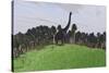 Large Brachiosaurus in an Open Field-null-Stretched Canvas