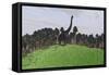 Large Brachiosaurus in an Open Field-null-Framed Stretched Canvas