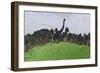 Large Brachiosaurus in an Open Field-null-Framed Art Print