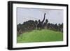 Large Brachiosaurus in an Open Field-null-Framed Art Print