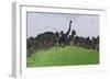 Large Brachiosaurus in an Open Field-null-Framed Art Print