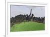 Large Brachiosaurus in an Open Field-null-Framed Art Print