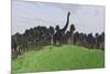 Large Brachiosaurus in an Open Field-null-Mounted Art Print