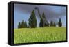 Large Brachiosaurus in an Open Field-null-Framed Stretched Canvas