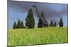 Large Brachiosaurus in an Open Field-null-Mounted Art Print