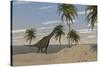 Large Brachiosaurus Roaming an Tropical Climate Landscape-null-Stretched Canvas