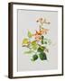 Large Bright Orange Flowers and Large Green Leaves-null-Framed Giclee Print