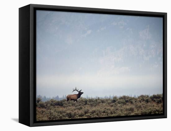 Large Bull Elk Bugling During the Rut in Grand Teton National Park-Andrew R. Slaton-Framed Stretched Canvas