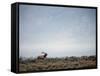 Large Bull Elk Bugling During the Rut in Grand Teton National Park-Andrew R. Slaton-Framed Stretched Canvas