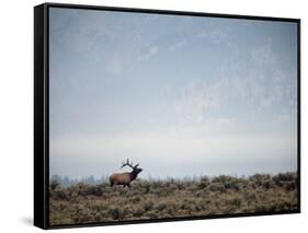 Large Bull Elk Bugling During the Rut in Grand Teton National Park-Andrew R. Slaton-Framed Stretched Canvas