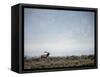 Large Bull Elk Bugling During the Rut in Grand Teton National Park-Andrew R. Slaton-Framed Stretched Canvas