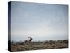 Large Bull Elk Bugling During the Rut in Grand Teton National Park-Andrew R. Slaton-Stretched Canvas