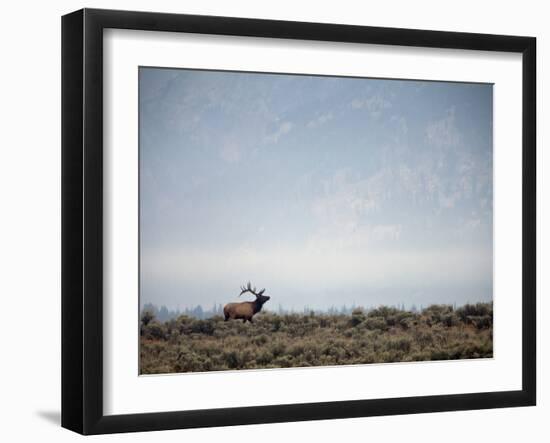 Large Bull Elk Bugling During the Rut in Grand Teton National Park-Andrew R. Slaton-Framed Photographic Print